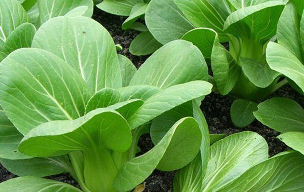 Tháng 12 nhanh tay trồng các loại rau này, Tết không tốn tiền vẫn đủ rau ăn