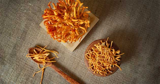 Đông trùng hạ thảo có tác dụng gì với sức khỏe con người