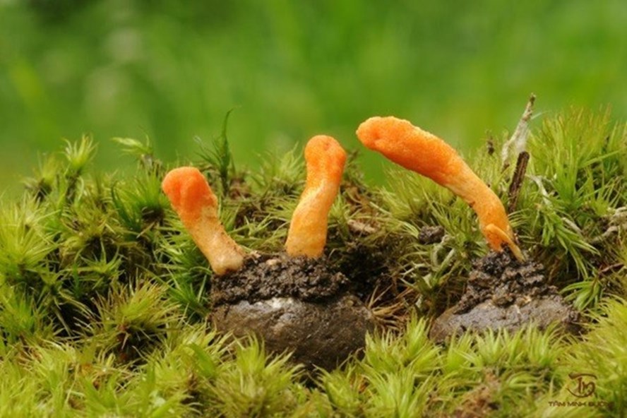 Đông trùng hạ thảo có tác dụng gì với sức khỏe con người